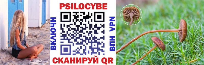 наркотики  Жуковский  Галлюциногенные грибы Psilocybine cubensis 